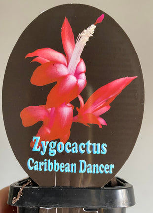 Schlumbergera Zygocactus varieties - 60mm Pot