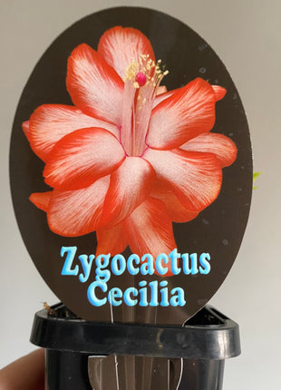 Schlumbergera Zygocactus varieties - 60mm Pot