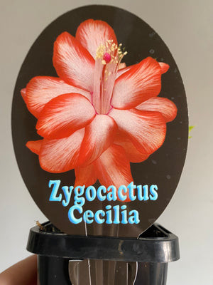 Schlumbergera Zygocactus varieties - 60mm Pot