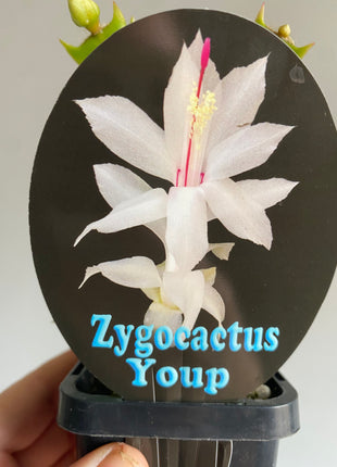 Schlumbergera Zygocactus varieties - 60mm Pot