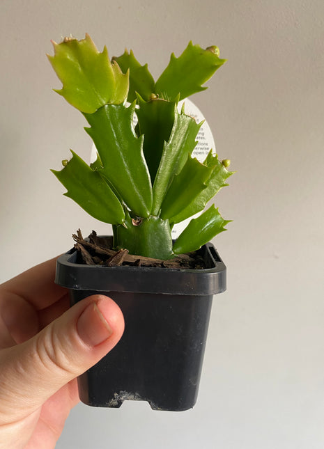 Schlumbergera Zygocactus varieties - 60mm Pot