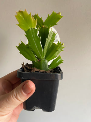 Schlumbergera Zygocactus varieties - 60mm Pot