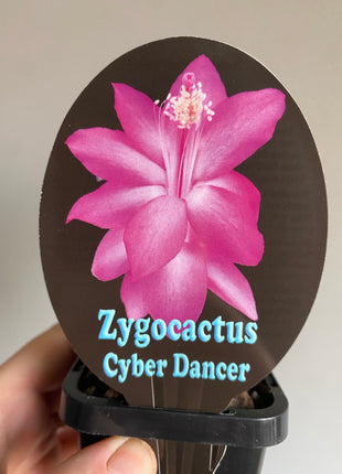 Schlumbergera Zygocactus varieties - 60mm Pot