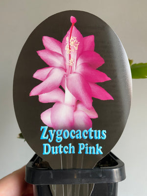 Schlumbergera Zygocactus varieties - 60mm Pot