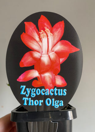 Schlumbergera Zygocactus varieties - 60mm Pot
