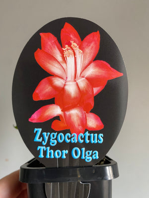 Schlumbergera Zygocactus varieties - 60mm Pot