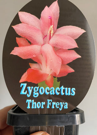 Schlumbergera Zygocactus varieties - 60mm Pot