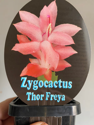 Schlumbergera Zygocactus varieties - 60mm Pot