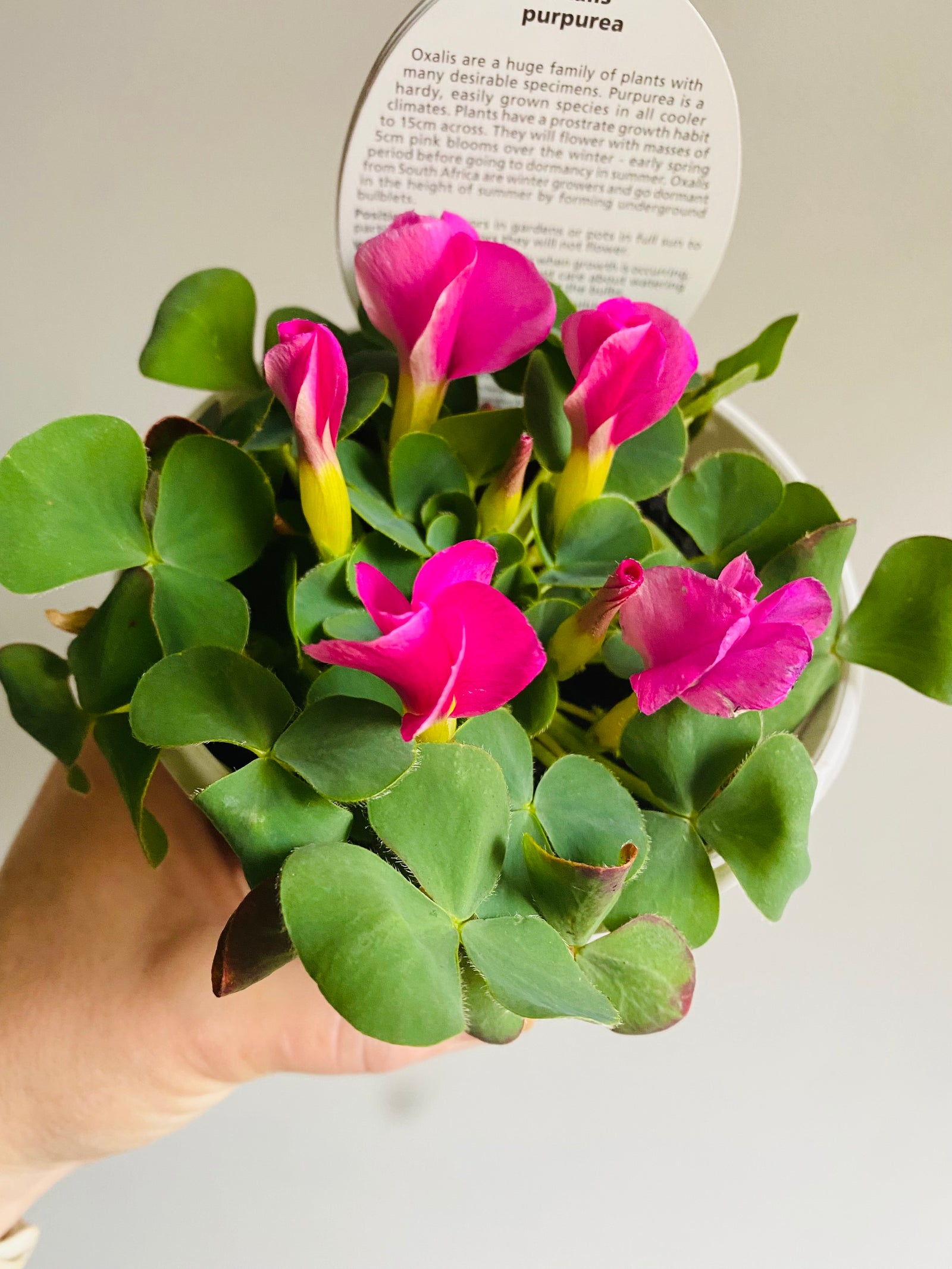 Oxalis purpurea (Green/Pink)