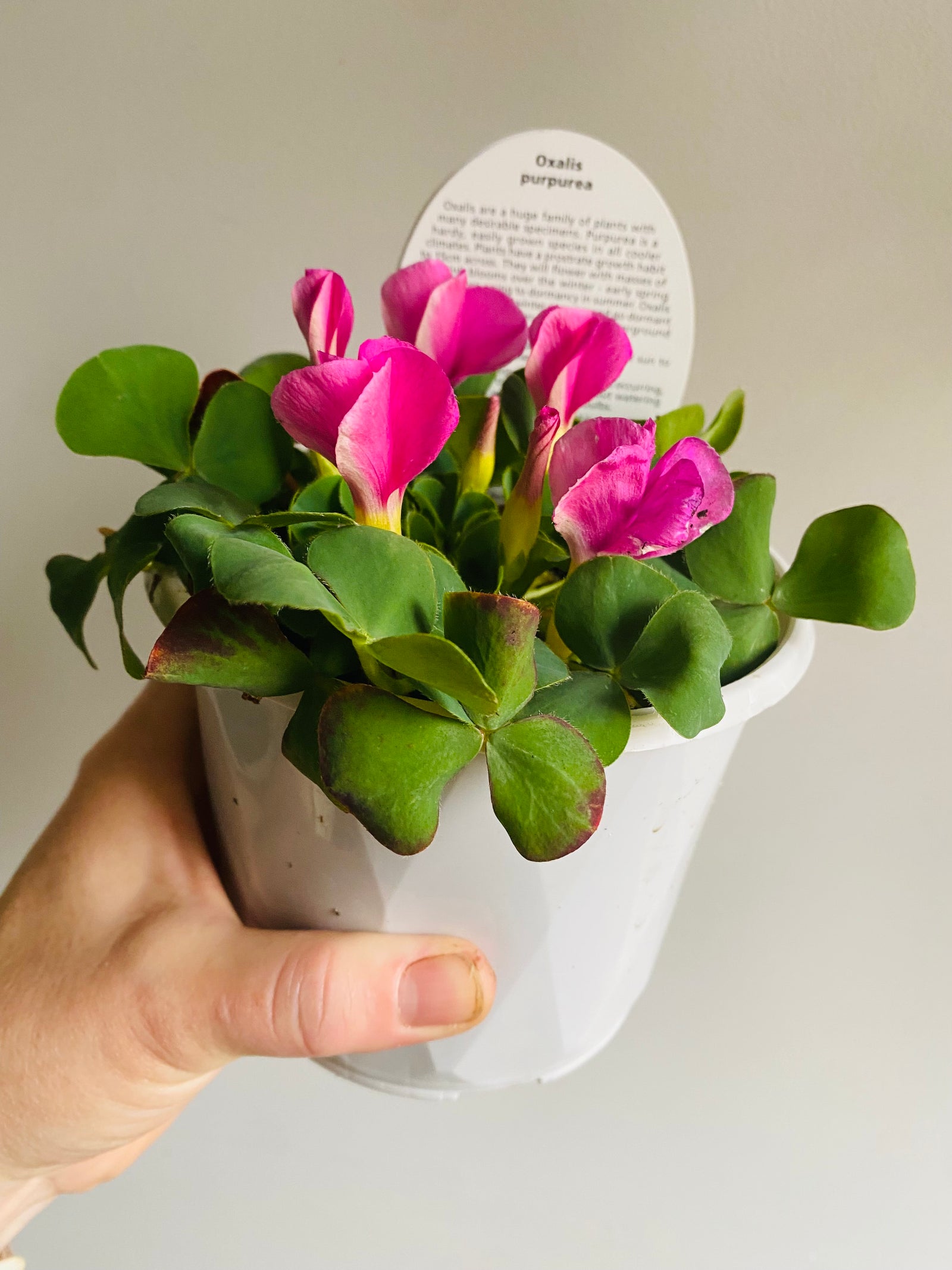 Oxalis purpurea (Green/Pink)
