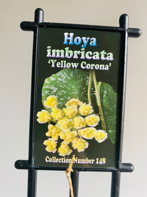 Hoya imbricata 'Yellow Corona' Collection No. 148