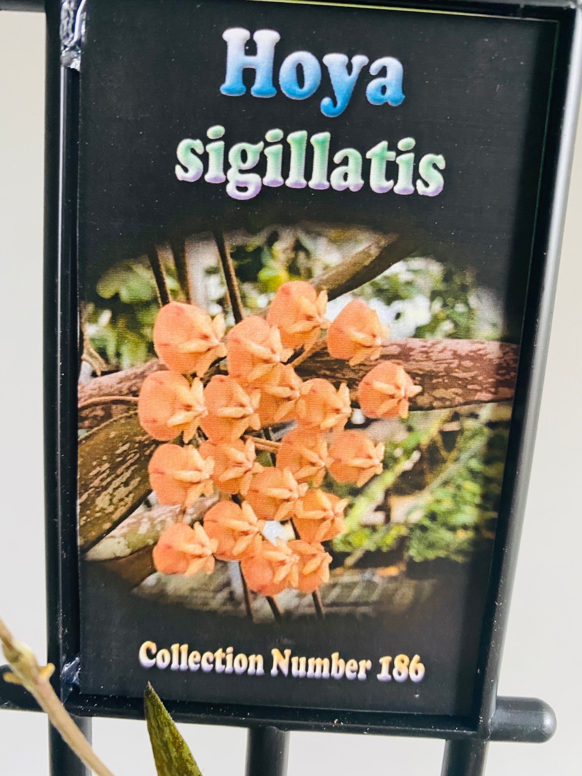 Hoya Sigillatis Collection No. 186