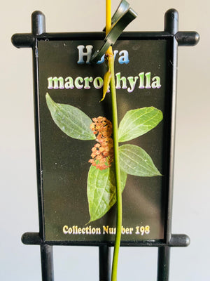 Hoya - Macrophylla Collection No. 198
