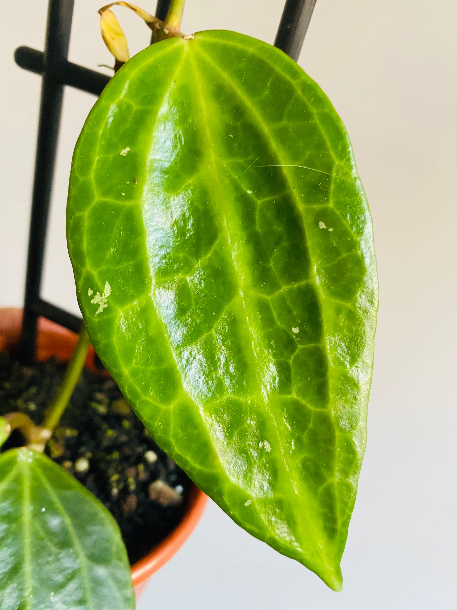 Hoya - Macrophylla Collection No. 198