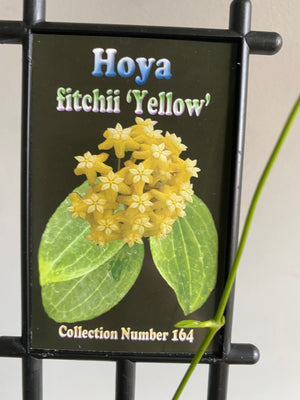 Hoya - Fitchii 'Yellow' Collection No. 164