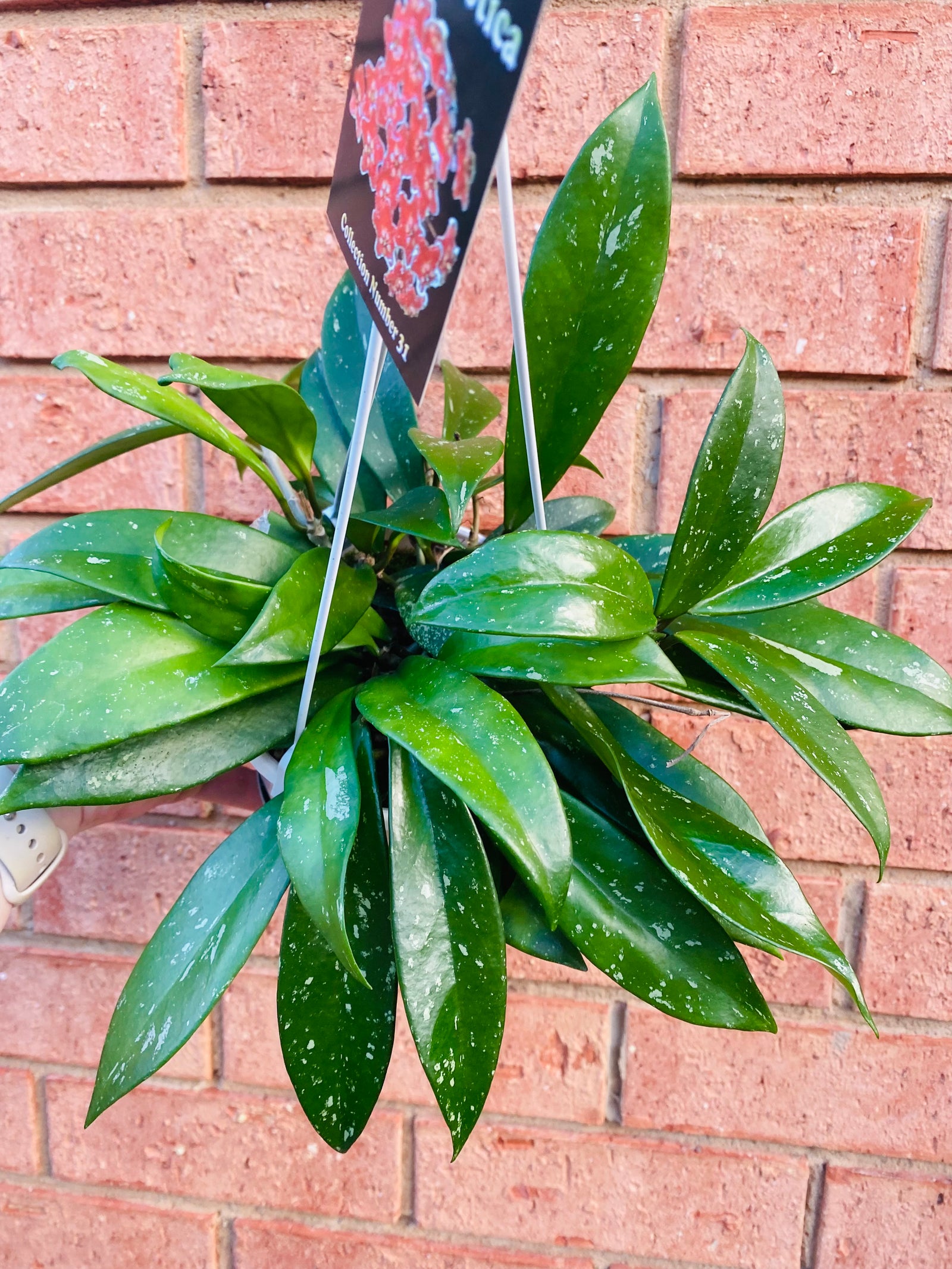 Hoya - Green Exotica Collection No. 31