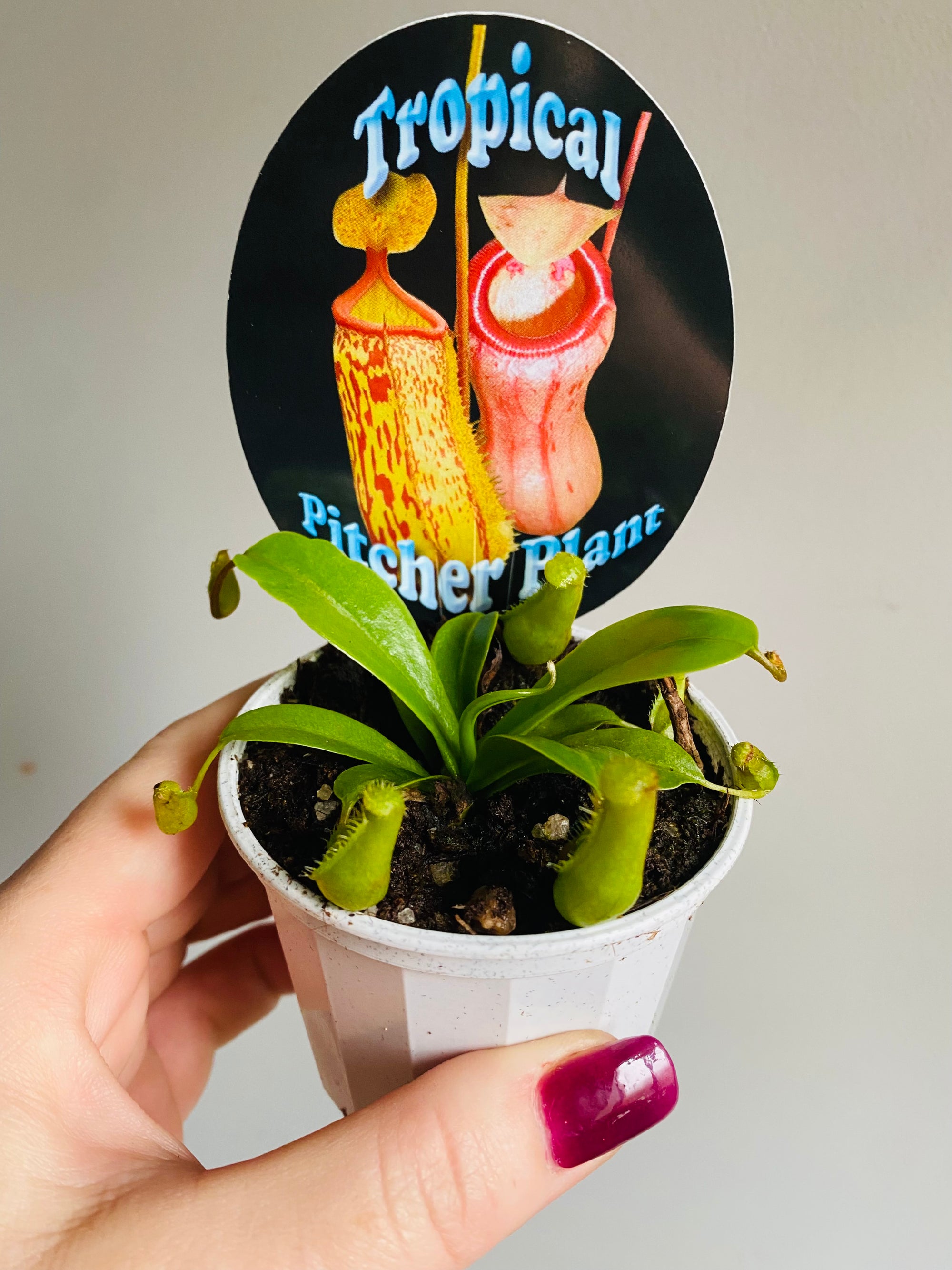 Nepenthes - Pitcher Plant NOID