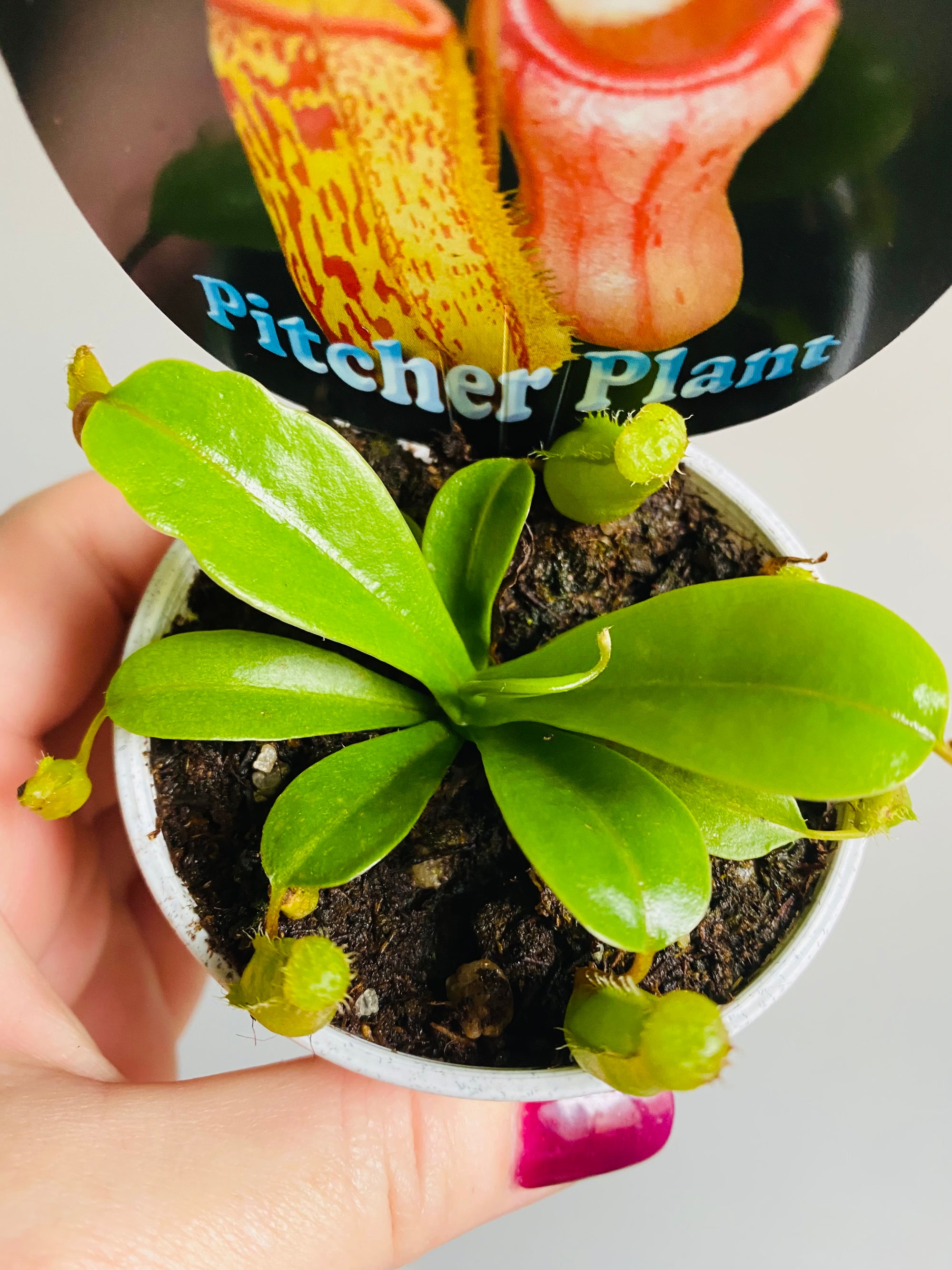 Nepenthes - Pitcher Plant NOID