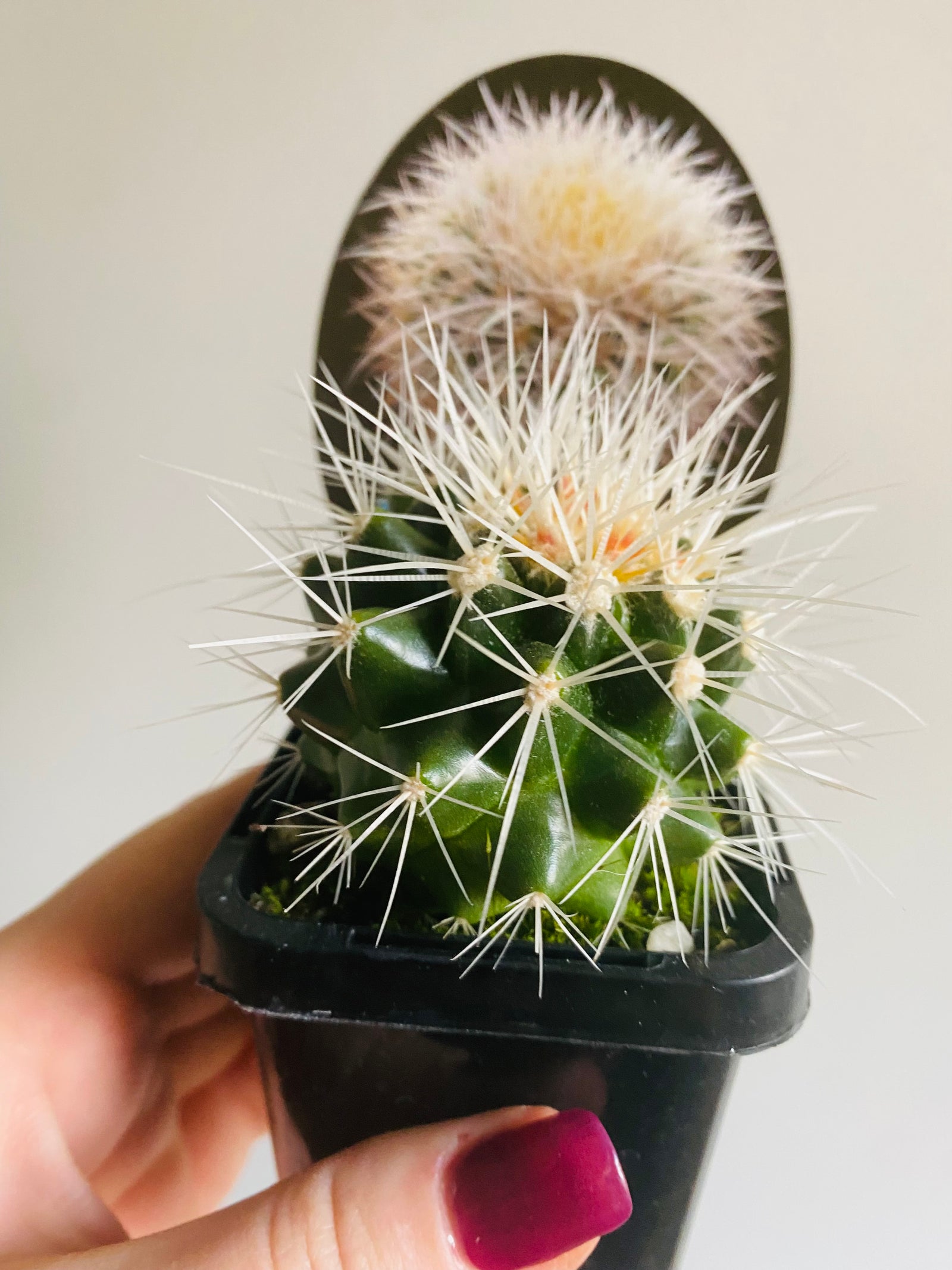 White Barrel Cactus - Echinocactus grusonii var. albispinus