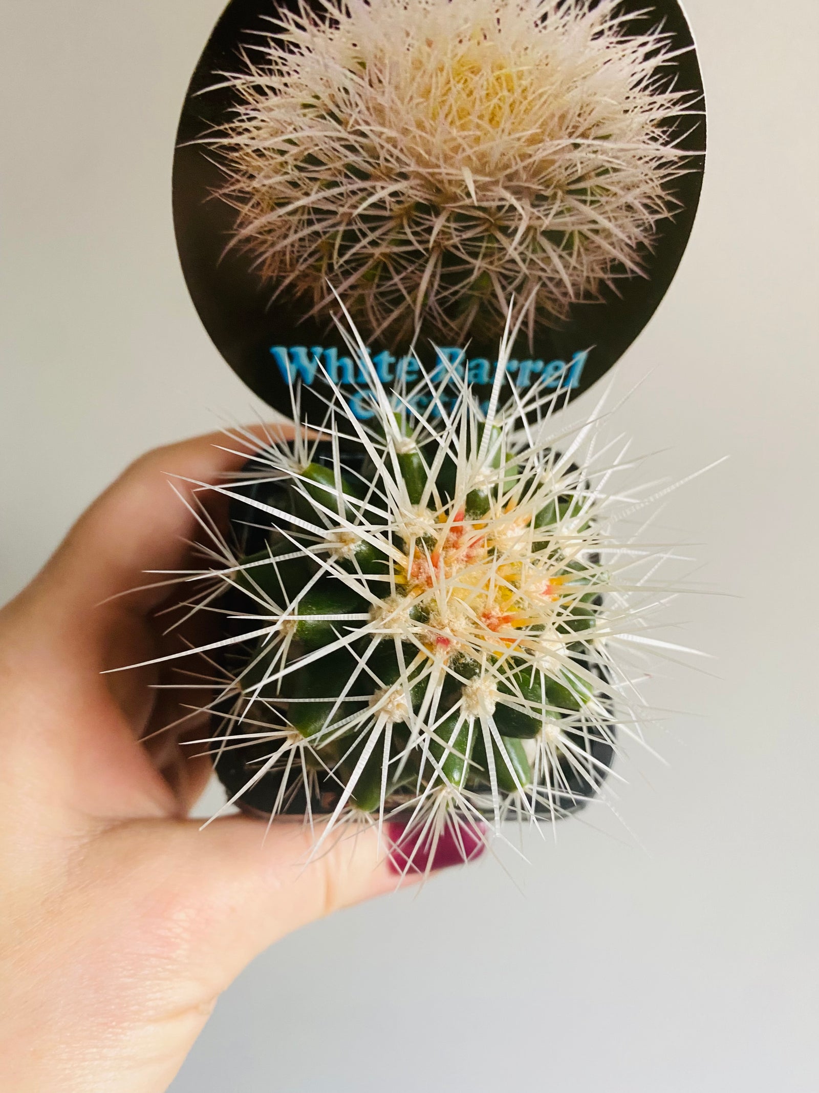 White Barrel Cactus - Echinocactus grusonii var. albispinus