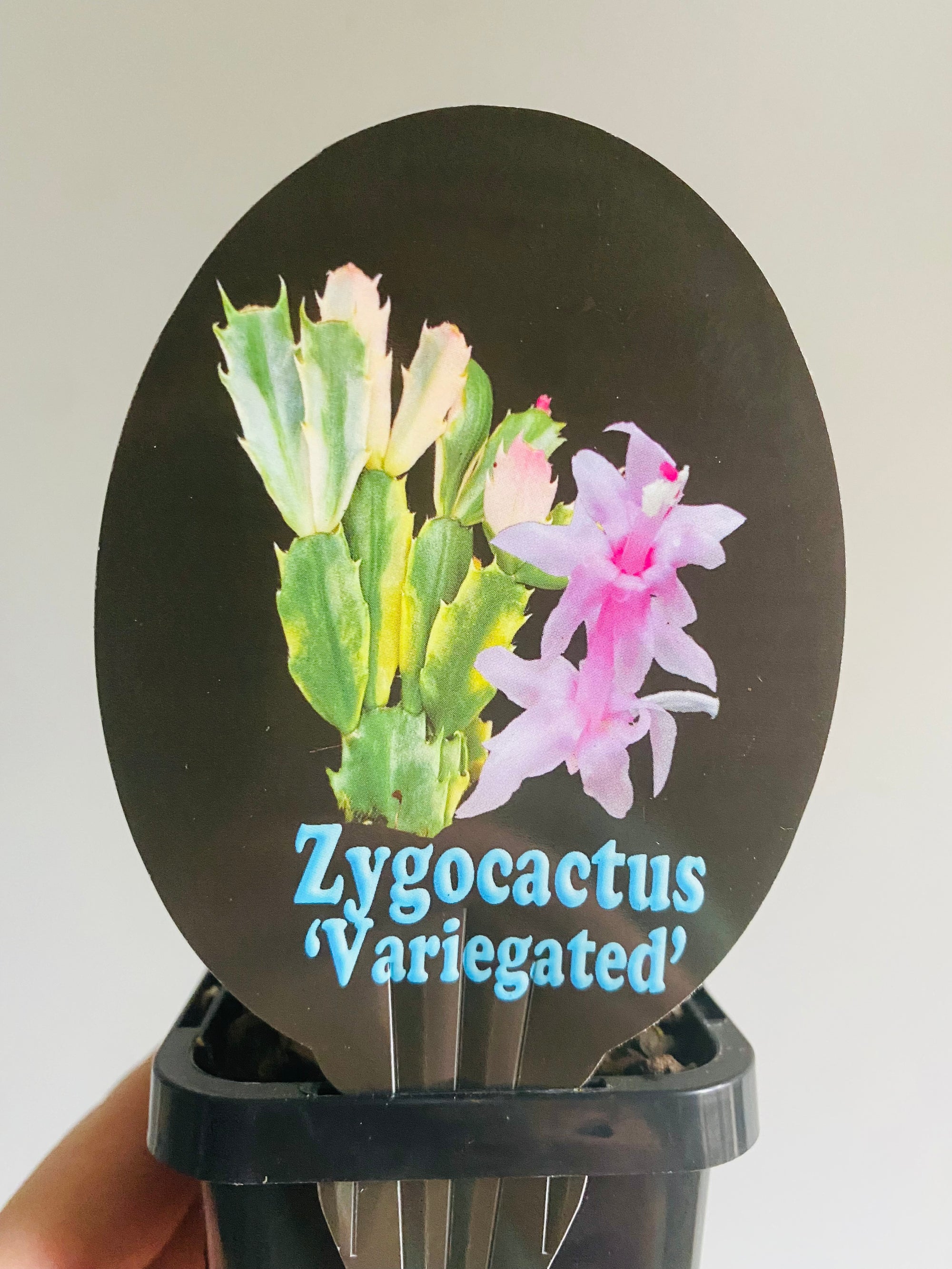 Schlumbergera Zygocactus variegata