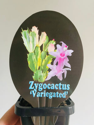 Schlumbergera Zygocactus variegata