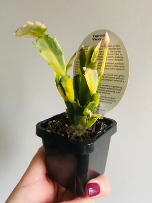 Schlumbergera Zygocactus variegata