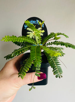Biophytum sensitivum ‘The Sensitive Plant’