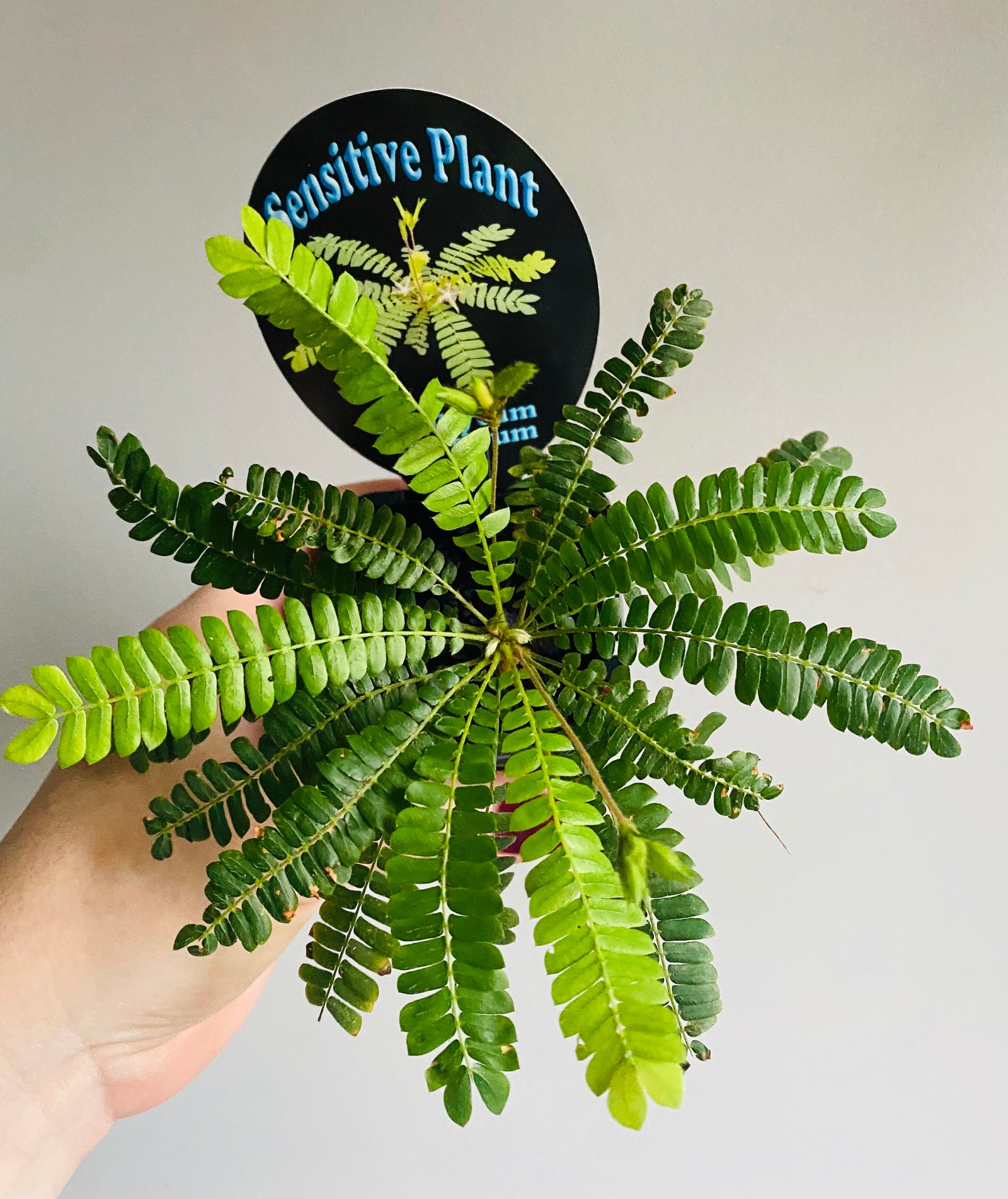 Biophytum sensitivum ‘The Sensitive Plant’