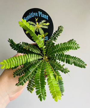 Biophytum sensitivum ‘The Sensitive Plant’