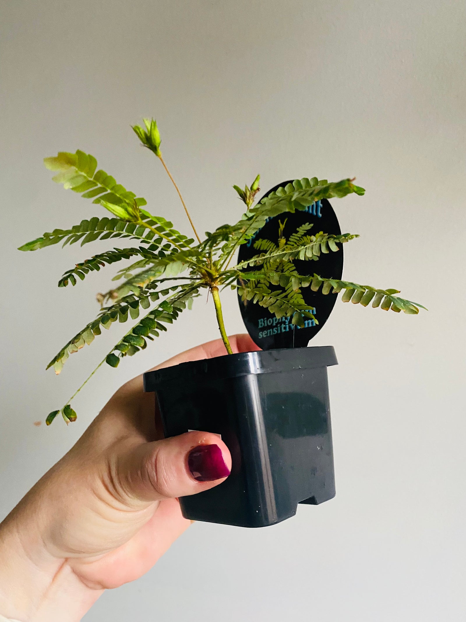 Biophytum sensitivum ‘The Sensitive Plant’