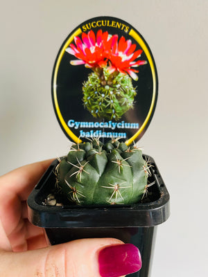 Gymnocalycium baldianum - Dwarf Chin Cactus
