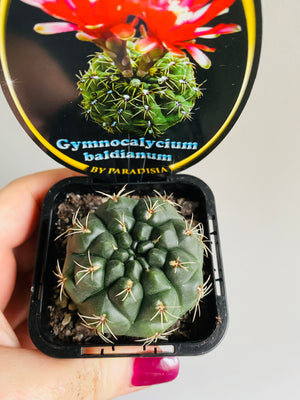 Gymnocalycium baldianum - Dwarf Chin Cactus