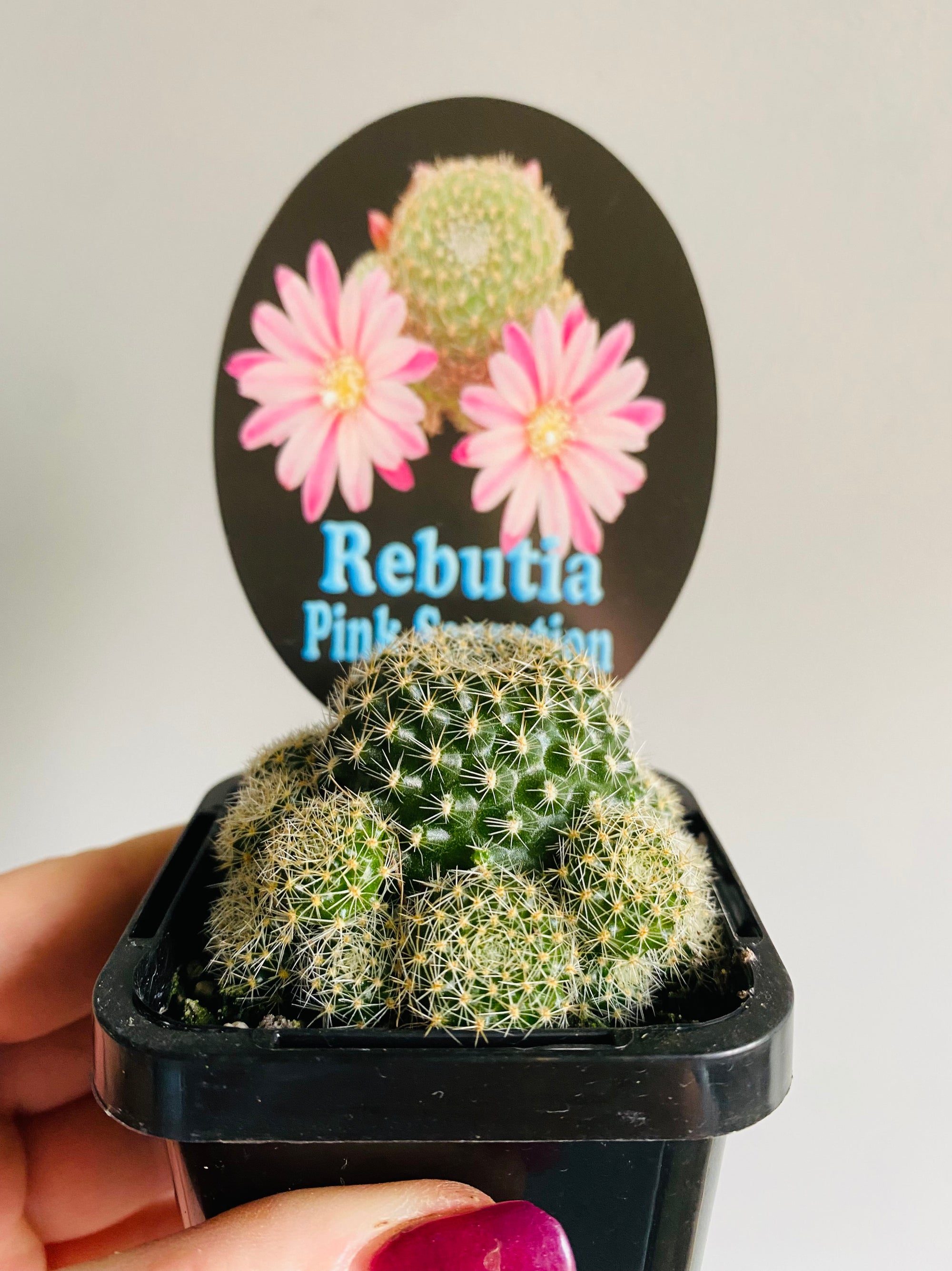 Rebutia cultivar 'Pink Sensation'