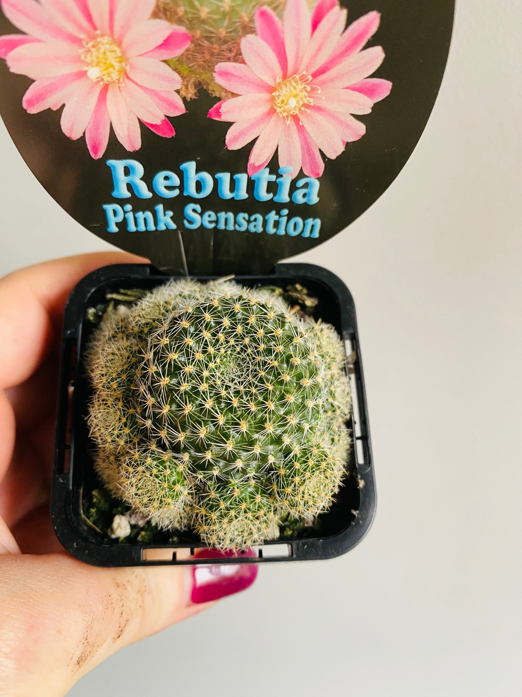 Rebutia cultivar 'Pink Sensation'