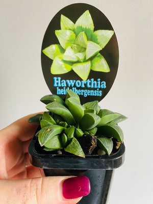 Haworthia heidelbergensis