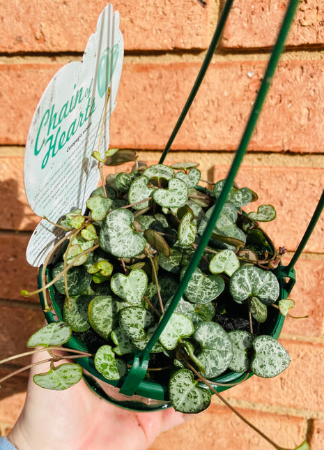 Cerapegia Woodii - Chain of Hearts