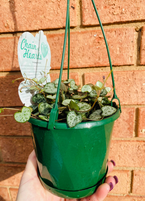 Cerapegia Woodii - Chain of Hearts