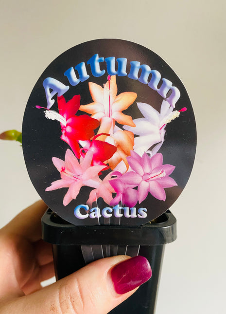 Schlumbergera Zygocactus varieties - 60mm Pot