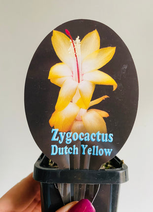 Schlumbergera Zygocactus varieties - 60mm Pot