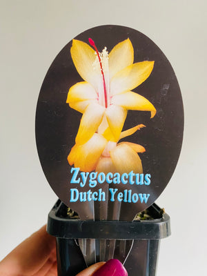 Schlumbergera Zygocactus varieties - 60mm Pot
