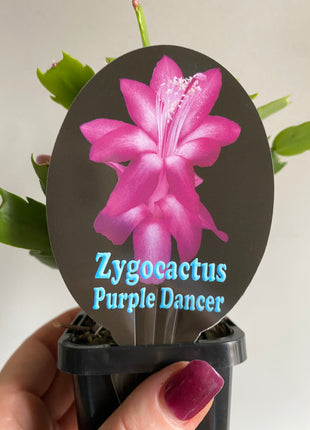 Schlumbergera Zygocactus varieties - 60mm Pot