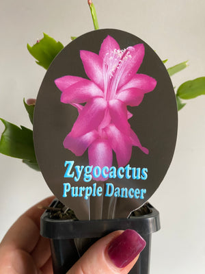 Schlumbergera Zygocactus varieties - 60mm Pot