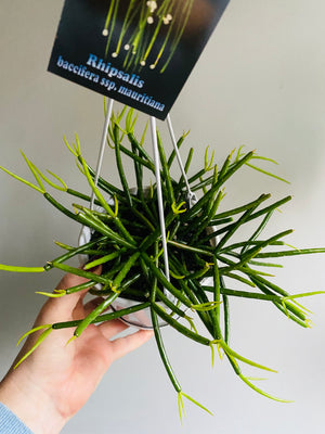 Rhipsalis baccifera ssp. Mauritiana - Mistletoe Cactus Collection No. 42