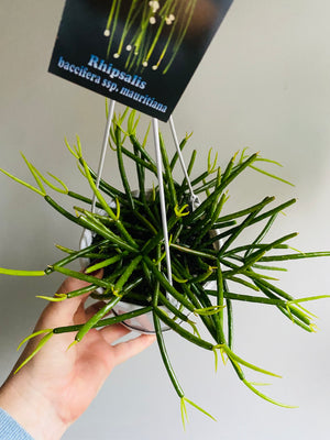 Rhipsalis baccifera ssp. Mauritiana - Mistletoe Cactus Collection No. 42