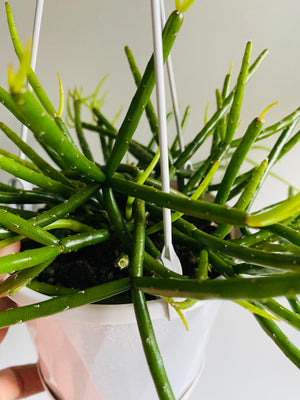 Rhipsalis baccifera ssp. Mauritiana - Mistletoe Cactus Collection No. 42