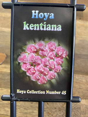 Hoya - kentiana Collection No. 45