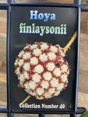 Hoya - Finlaysonii Collection No. 40