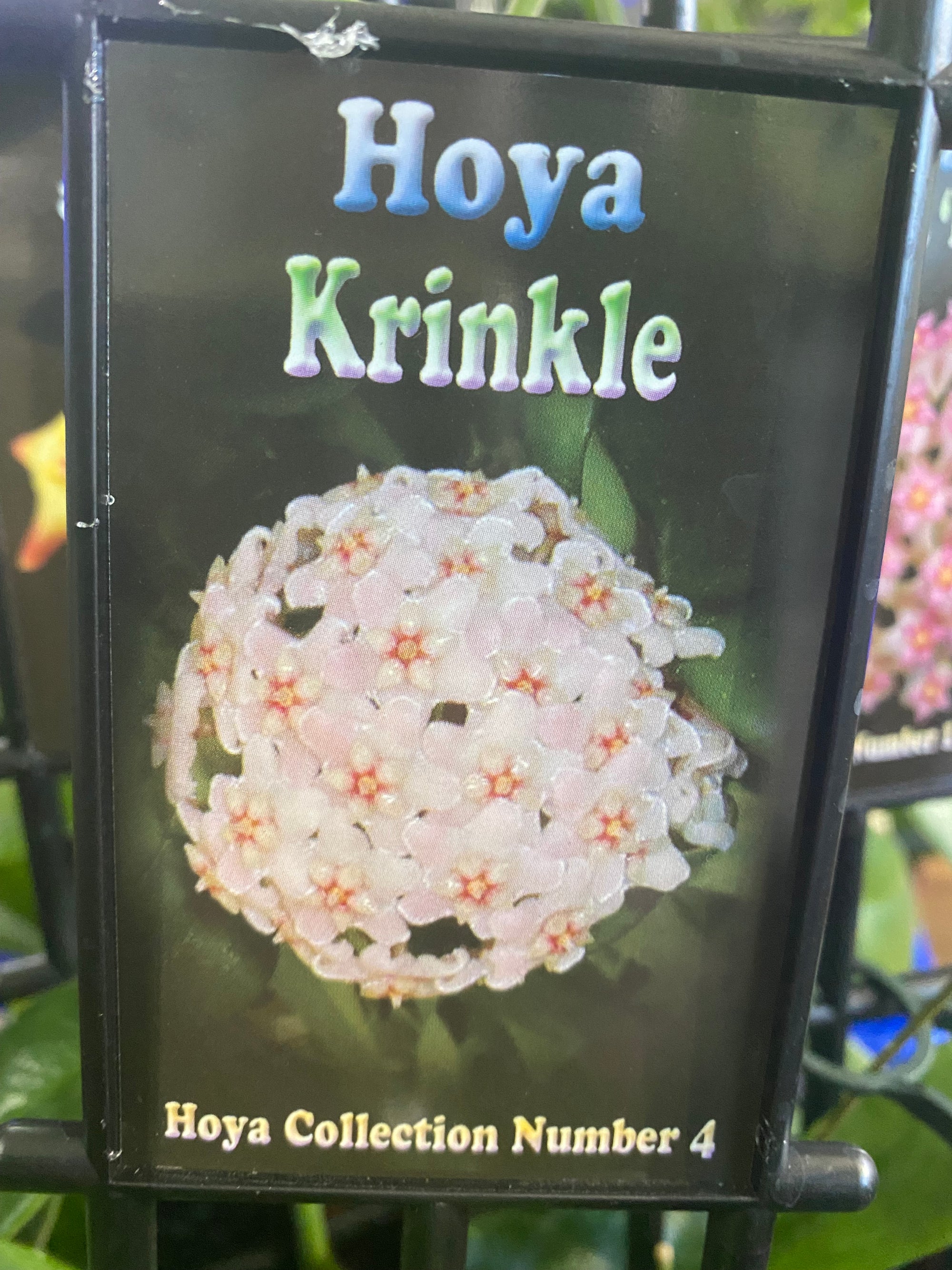 Hoya - Krinkle Collection No. 4