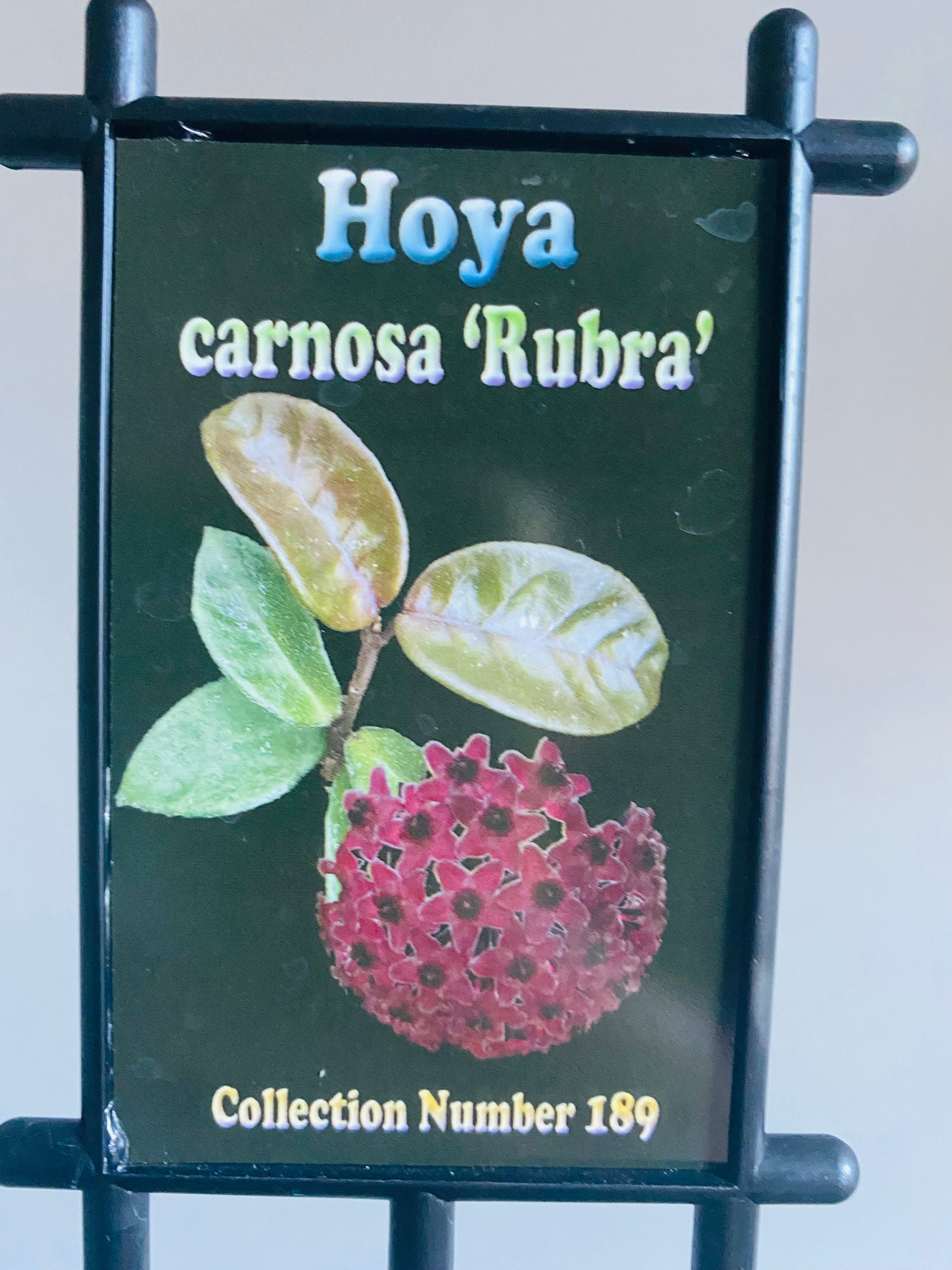 Hoya - Carnosa 'Rubra' Collection No. 189